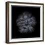 Black And White Petunia III-Brian Carson-Framed Photo