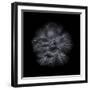Black And White Petunia III-Brian Carson-Framed Photo