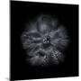 Black And White Petunia III-Brian Carson-Mounted Photo