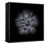 Black And White Petunia IV-Brian Carson-Framed Stretched Canvas