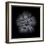 Black And White Petunia IV-Brian Carson-Framed Photo