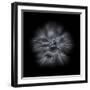 Black And White Petunia IV-Brian Carson-Framed Photo