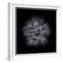 Black And White Petunia IV-Brian Carson-Framed Photo