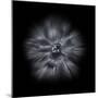 Black And White Petunia IV-Brian Carson-Mounted Photo