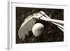 Black And White Photo Of Golf Clubs And A Golf Ball In Low Light For Contrast-tish1-Framed Photographic Print