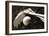 Black And White Photo Of Golf Clubs And A Golf Ball In Low Light For Contrast-tish1-Framed Photographic Print