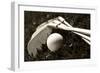 Black And White Photo Of Golf Clubs And A Golf Ball In Low Light For Contrast-tish1-Framed Photographic Print