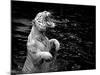 Black and White Picture of a White Tiger Standing in Water-Kjersti Joergensen-Mounted Photographic Print