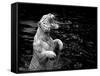 Black and White Picture of a White Tiger Standing in Water-Kjersti Joergensen-Framed Stretched Canvas