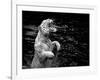 Black and White Picture of a White Tiger Standing in Water-Kjersti Joergensen-Framed Photographic Print