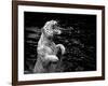 Black and White Picture of a White Tiger Standing in Water-Kjersti Joergensen-Framed Photographic Print