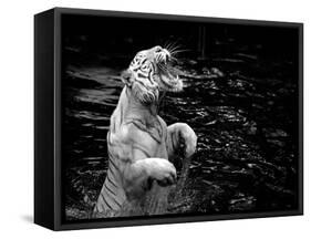 Black and White Picture of a White Tiger Standing in Water-Kjersti Joergensen-Framed Stretched Canvas