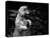 Black and White Picture of a White Tiger Standing in Water-Kjersti Joergensen-Stretched Canvas