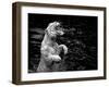 Black and White Picture of a White Tiger Standing in Water-Kjersti Joergensen-Framed Photographic Print