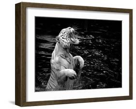 Black and White Picture of a White Tiger Standing in Water-Kjersti Joergensen-Framed Photographic Print