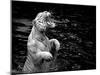 Black and White Picture of a White Tiger Standing in Water-Kjersti Joergensen-Mounted Photographic Print