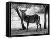 Black and White Picture of Alert Waterbuck Listening-Snap2Art-Framed Stretched Canvas