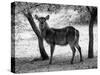 Black and White Picture of Alert Waterbuck Listening-Snap2Art-Stretched Canvas