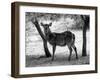 Black and White Picture of Alert Waterbuck Listening-Snap2Art-Framed Photographic Print