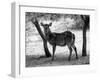 Black and White Picture of Alert Waterbuck Listening-Snap2Art-Framed Photographic Print