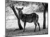 Black and White Picture of Alert Waterbuck Listening-Snap2Art-Mounted Photographic Print