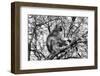 Black and White Picture of Vervet Monkey in A Tree-Snap2Art-Framed Photographic Print