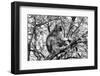 Black and White Picture of Vervet Monkey in A Tree-Snap2Art-Framed Photographic Print