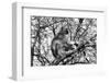 Black and White Picture of Vervet Monkey in A Tree-Snap2Art-Framed Photographic Print