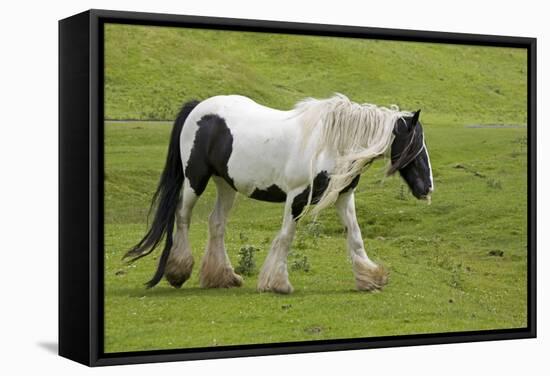 Black and White Piebald Horse Trotting-null-Framed Stretched Canvas