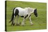 Black and White Piebald Horse Trotting-null-Stretched Canvas