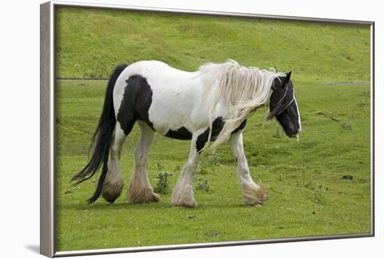 Black and White Piebald Horse Trotting-null-Framed Photographic Print