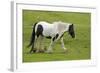 Black and White Piebald Horse Trotting-null-Framed Photographic Print