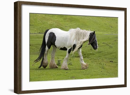 Black and White Piebald Horse Trotting-null-Framed Photographic Print