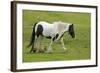 Black and White Piebald Horse Trotting-null-Framed Photographic Print