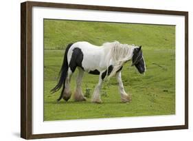 Black and White Piebald Horse Trotting-null-Framed Photographic Print
