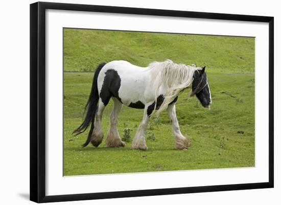 Black and White Piebald Horse Trotting-null-Framed Photographic Print