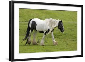 Black and White Piebald Horse Trotting-null-Framed Photographic Print