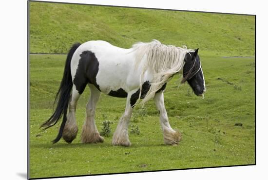 Black and White Piebald Horse Trotting-null-Mounted Photographic Print