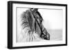 Black-And-White Portrait of a Sports Stallion in a Bridle.-Elya Vatel-Framed Photographic Print