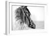 Black-And-White Portrait of a Sports Stallion in a Bridle.-Elya Vatel-Framed Photographic Print
