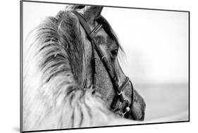Black-And-White Portrait of a Sports Stallion in a Bridle.-Elya Vatel-Mounted Photographic Print