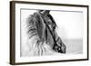 Black-And-White Portrait of a Sports Stallion in a Bridle.-Elya Vatel-Framed Photographic Print