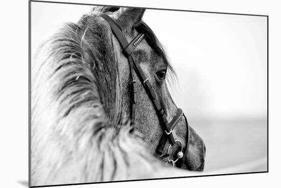 Black-And-White Portrait of a Sports Stallion in a Bridle.-Elya Vatel-Mounted Photographic Print