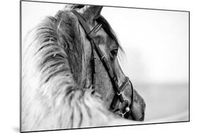 Black-And-White Portrait of a Sports Stallion in a Bridle.-Elya Vatel-Mounted Photographic Print