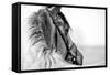 Black-And-White Portrait of a Sports Stallion in a Bridle.-Elya Vatel-Framed Stretched Canvas