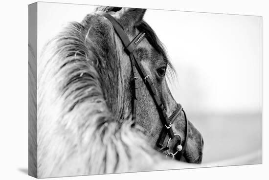 Black-And-White Portrait of a Sports Stallion in a Bridle.-Elya Vatel-Stretched Canvas