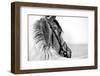 Black-And-White Portrait of a Sports Stallion in a Bridle.-Elya Vatel-Framed Photographic Print