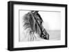 Black-And-White Portrait of a Sports Stallion in a Bridle.-Elya Vatel-Framed Photographic Print