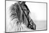 Black-And-White Portrait of a Sports Stallion in a Bridle.-Elya Vatel-Mounted Photographic Print