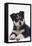 Black and White Puppy-DLILLC-Framed Stretched Canvas